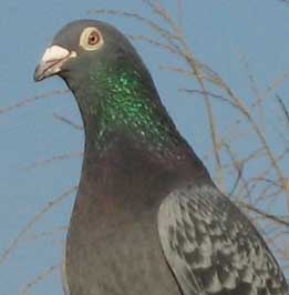 Pigeon voyageur Pigeon voyageur